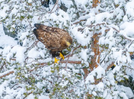 Photo for Eagle in norwegian winter nature - Royalty Free Image