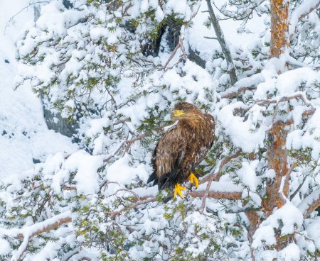 Photo for Eagle in norwegian winter nature - Royalty Free Image