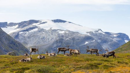 Photo for Karibu in Norwegians mountains - Royalty Free Image