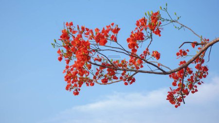 Gros plan de delonix regia fleur ou flamboyant arbre en fleur