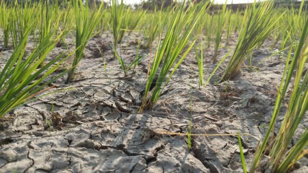 Green rice seedlings growing in dry soil lacking water in brown dry soil