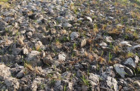 Lumps of rice field soil after being plowing