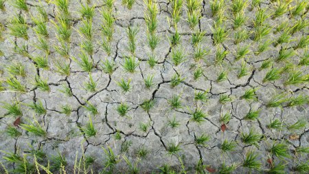 Nature landscape of dry soil with cracks in field due to drought fields overgrown with paddy plants