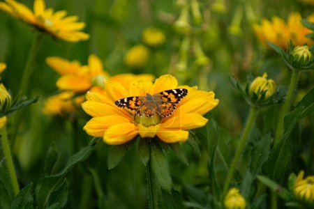 Gelbe Blüten werden von Insekten bestäubt.