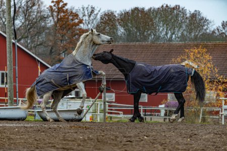 Pferde in Bewegung, die im mit Fliegendecken bedeckten Stall herumspielen.