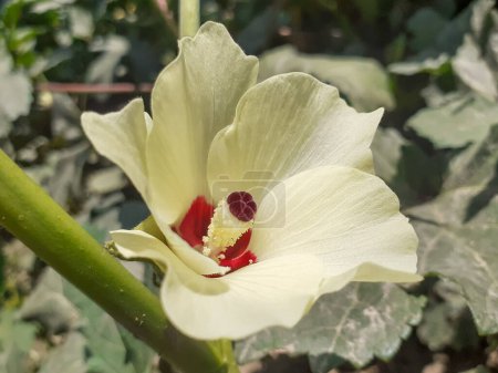 Close up okra flower plant with blurred background in sun light. 