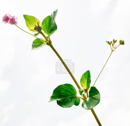 Close up punarnava oder boerhavia diffusa Pflanze isoliert auf weißem Hintergrund. 