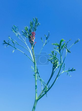 Fumaria officinalis common fumitory, drug fumitory oder earthsmoke ist eine krautige einjährige Blütenpflanze mit blauem Himmelshintergrund im Sonnenlicht. 