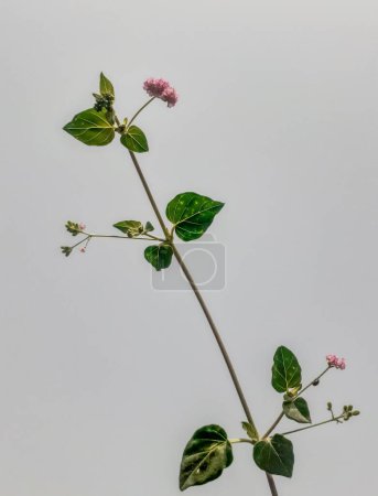 Boerhavia Diffusa o Punarnava es también conocida como Red Spiderling, Spiderling Hogweed y Tarvine. Su uso principalmente en la medicina herbaria.Punarnava planta o boerhavia diffusa planta aislada sobre fondo blanco. 