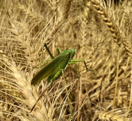 Gran Green Bush-Cricket o tettigonia viridissima sentado en espigas cosecha de trigo a la luz del sol. 
