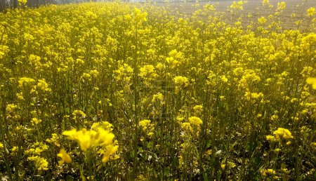 Closeup mustard flower plants or brassica nigra growing on the field. 
