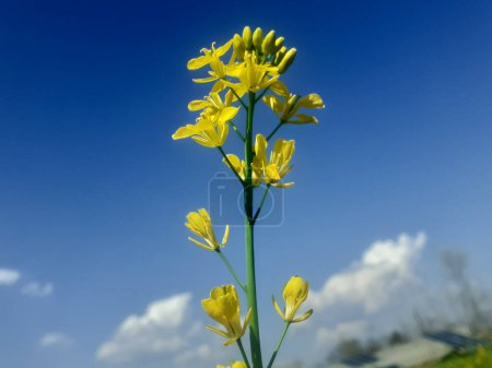 Closeup brassica napus yellow flower plant with blue sky and white cumulus clouds background in summer. 