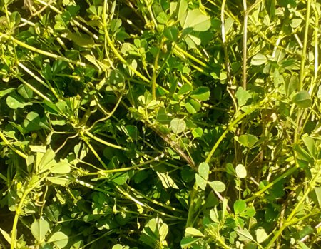 Grüner Blätterhintergrund von Medicago-Polymorpha-Pflanzen auch bekannt als Bur-Klee, Burr Medic, California Burclover, Toothed Bur Clover, Toothed Medick .