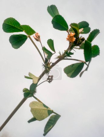 Closeup burr trébol o medicago polymorpha planta aislada en blanco 