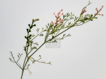 Closeup common fumitory plant or fumaria officinalis also known as drug fumitory isolated on white background.