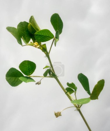 Nahaufnahme Kreuzknoten Medic Pflanze oder medicago polymorpha, Zahnklee isoliert auf weißem Hintergrund.