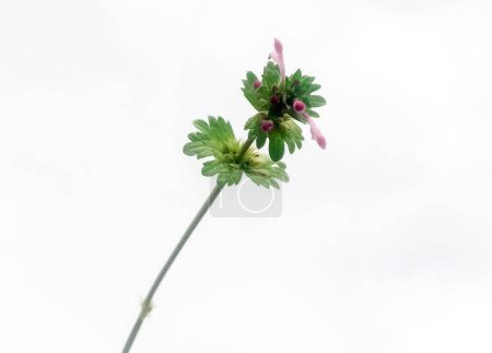 Henbit plant also known as deadnettle, lamium amplexicaule isolated on white.