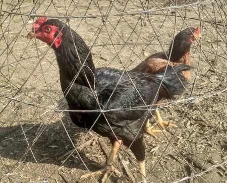 Black rooster in cage. 
