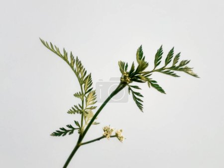 Photo for Knotted hedge parsley plant or torilis nodosa also known as short sock-destroyer isolated on white background. - Royalty Free Image