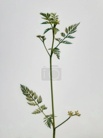 Geknotete Heckenpetersilie (torilis nodosa) Pflanze isoliert auf weiß.