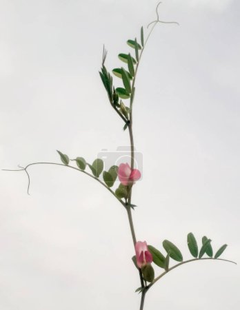  Closeup youg common vetch plant or vicia  sativa isolated on white.