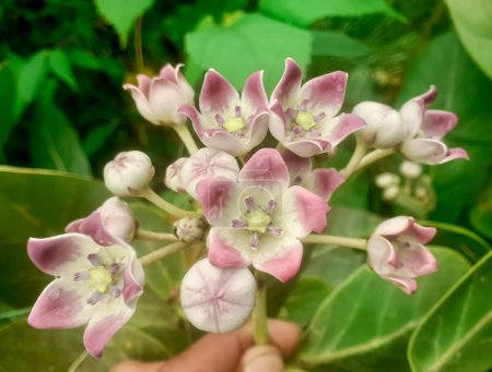 Calotropis procera flores planta también conocida como algodoncillo y manzana de sodoma con hojas verdes de fondo 