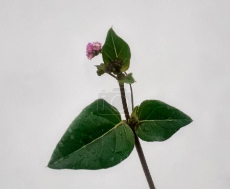 Großaufnahme punarnava Pflanze oder boerhavia repens isoliert auf weißem Papier