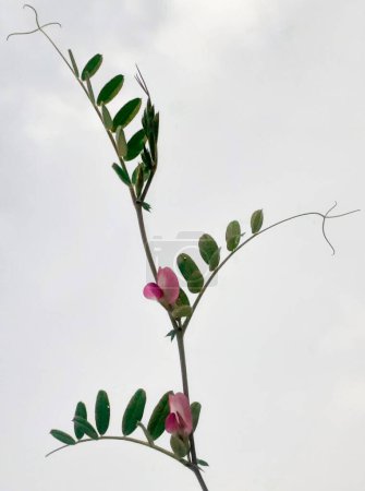 Primeros planos vicia sativa planta también conocida como veza común con fondo blanco.