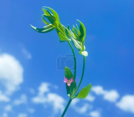 Centaurium pulchellum plant also known as slender centaury and lesser centaury with blue sky and white cumulus clouds background in sun light.