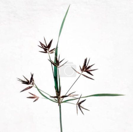 Cyperus rotundus plante également connue sous le nom d'herbe à noix, herbe de Java isolé sur fond blanc.