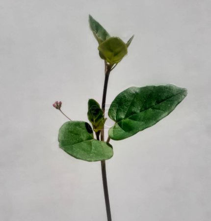 Punarnava young plant growing to bloom with white background.