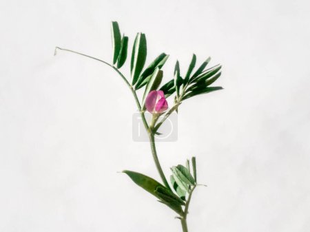 Vicia sativa o veza común planta joven que crece en la temporada de primavera, también conocida como veza de jardín, aislada sobre fondo blanco a la luz del sol.