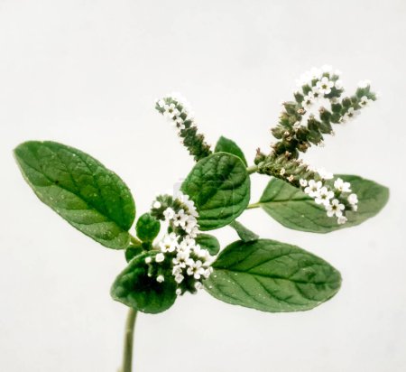 Europäische Heliotrop oder Heliotropiumeuropaeum wachsende Pflanze isoliert auf weißem Hintergrund.