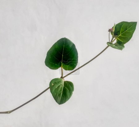 Punarnava (boerhavia repens) plant with white background.