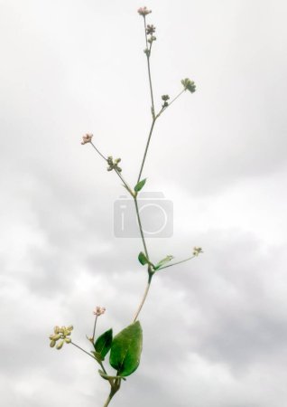 Punarnava plant on white background, also known as red spiderling, spreading hog weed and tarvine, botanically known as boerhavia diffusa.