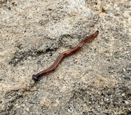 Foto de Gusano bipalium kewense o lombriz de tierra bipalium, comúnmente conocido como gusano martillo arrastrándose sobre hormigón. - Imagen libre de derechos