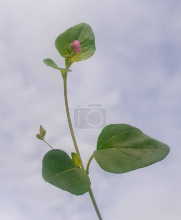 Punarnava junge Pflanze mit grünen Blättern und rosa Blüten, die im Frühling zu blühen beginnen, allgemein bekannt als rote Spinne, die Bärenklau und Tarvin verbreitet, botanisch als boerhavia diffusa bekannt.