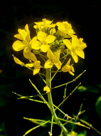 Mustard plant (brassica nigra) yellow flower isolated on black background or Brassica nigra yellow flower plant with black background in sun.