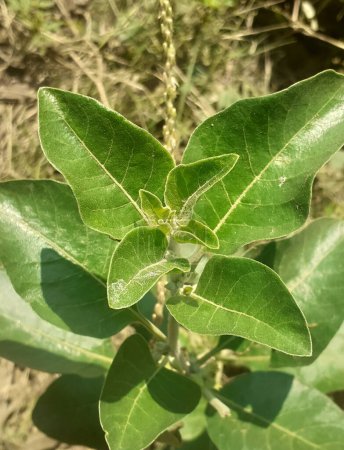 Ashwagandha plante ou withania somnifera, communément appelé cerise d'hiver avec fond flou au soleil.