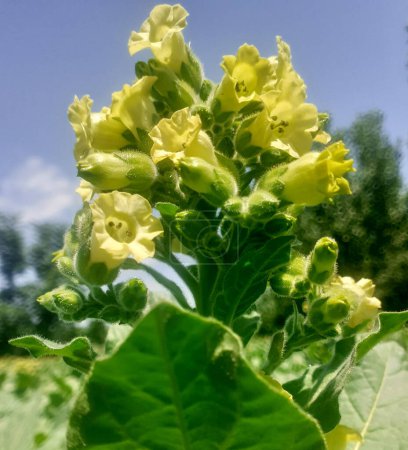 Aztec tobacco flower plant or nicotiana rustica with blue sky background in sun.