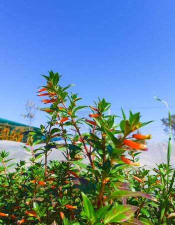 Cuphea ignea blumenpflanze allgemein bekannt als Zigarrenpflanze, Feuerwerkspflanze und mexikanische Zigarre mit blauem Himmelshintergrund in der Sonne.