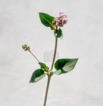 Isolated punarnava flower plant  with white background in sun light.