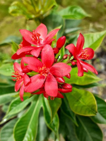 Peregrina o picante Jatropha planta de flores rojas o Jatropha integerrima con fondo borroso verde en la luz natural del sol.