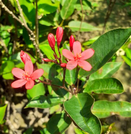 Jatropha integerrima fleurs rouges, communément connu sous le nom épicé Jatropha et pérégrine avec fond flou.