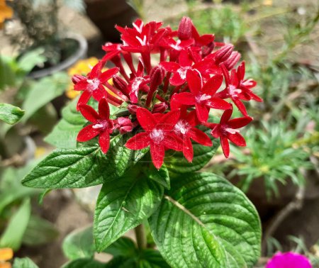  Gros plan pentas lanceolata ou stellaire égyptien plante à fleurs rouges avec fond flou à la lumière naturelle du soleil 