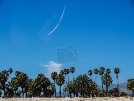 Palm trees at beach in California. Blue Sky. High quality photo USA Santa Barbara