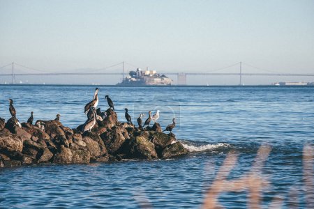 San Francisco. Birds and Pelicans infront of Alcatraz at the shore of the bay. High quality photo