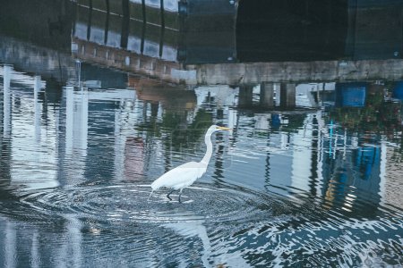 Heron is walking through water. High quality photo