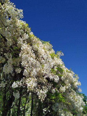 Foto de Un gran arbusto de acacia blanca que florece contra un cielo azul. La fragante acacia llena la mitad del espacio de la imagen y contrasta con el cielo azul. - Imagen libre de derechos