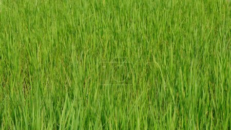 rice paddy field. cultivated green paddy field.